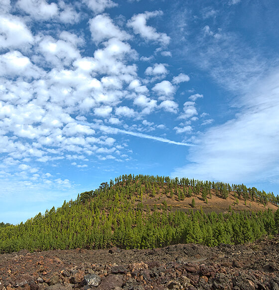 Corona Forestal - listado