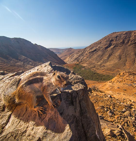 Mirador Las Peñitas - listado