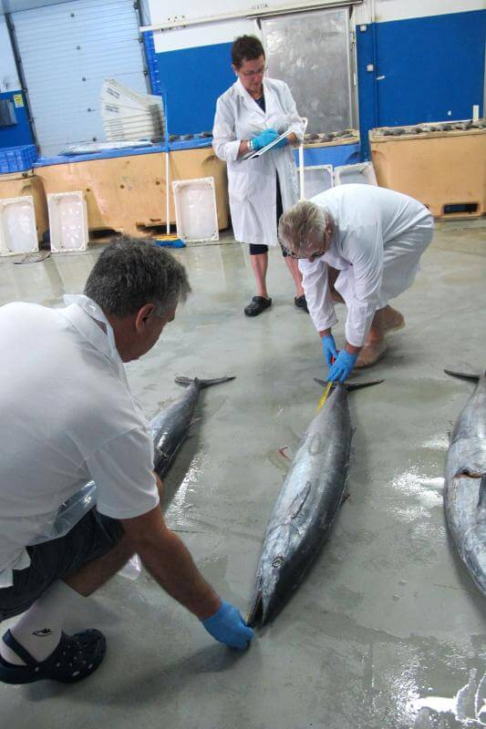 El Hierro. Pesca Artesanal..