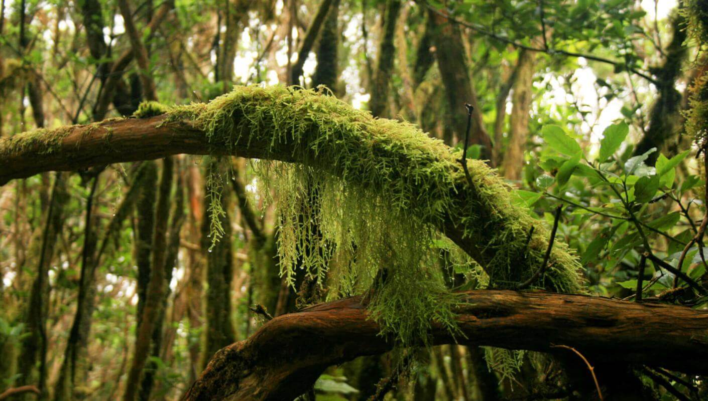 Floresta húmida de Anaga com troncos cobertos de musgo, lianas e vegetação densa.