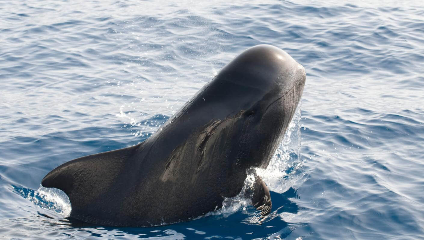 Calderón gris (cetáceo tropical com grandes barbatanas) emergindo do oceano, com parte do corpo fora de água.