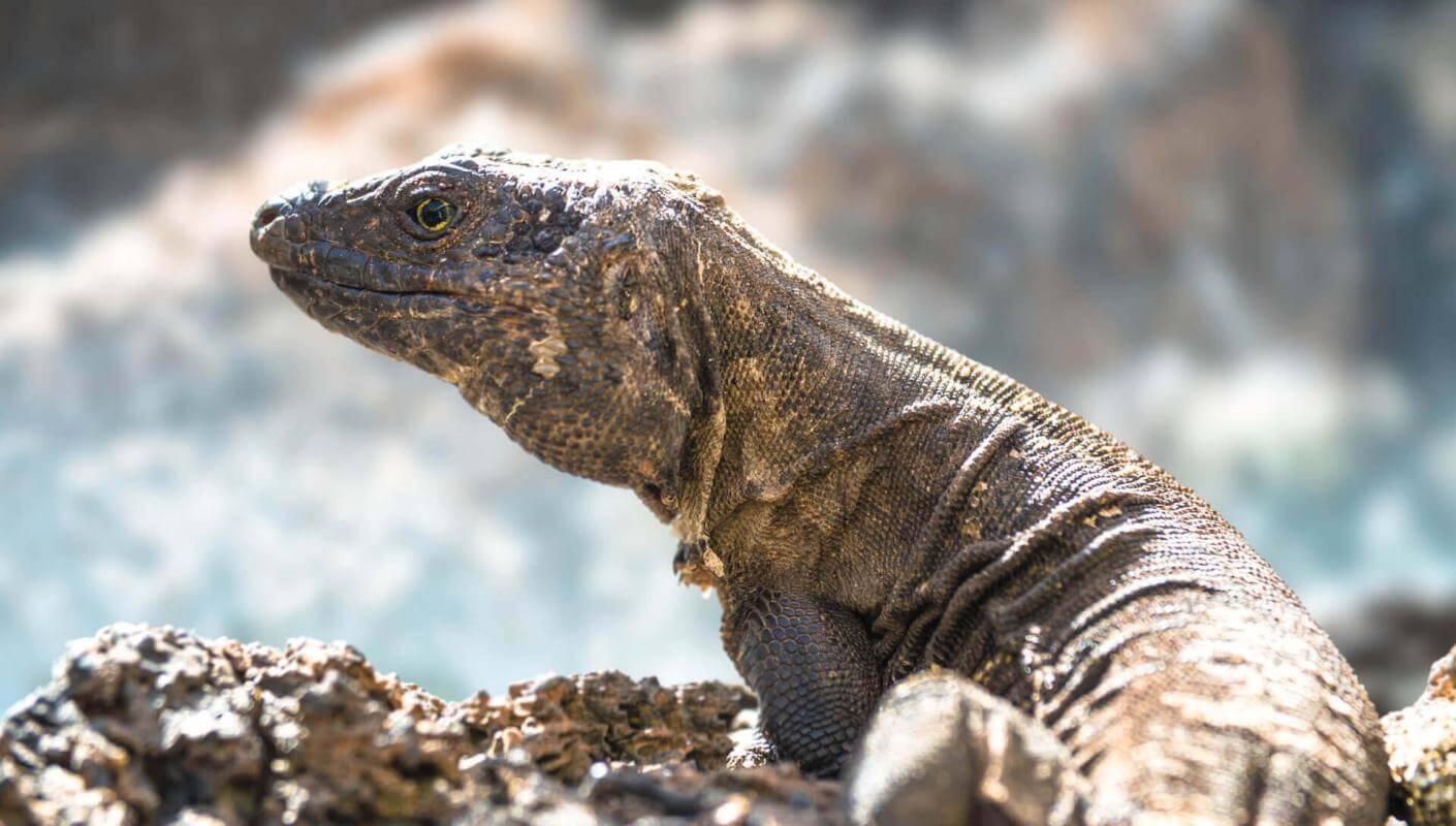 Lagarto gigante (lagarto endémico protegido das Ilhas Canárias) de El Hierro em cima de rocha vulcânica.