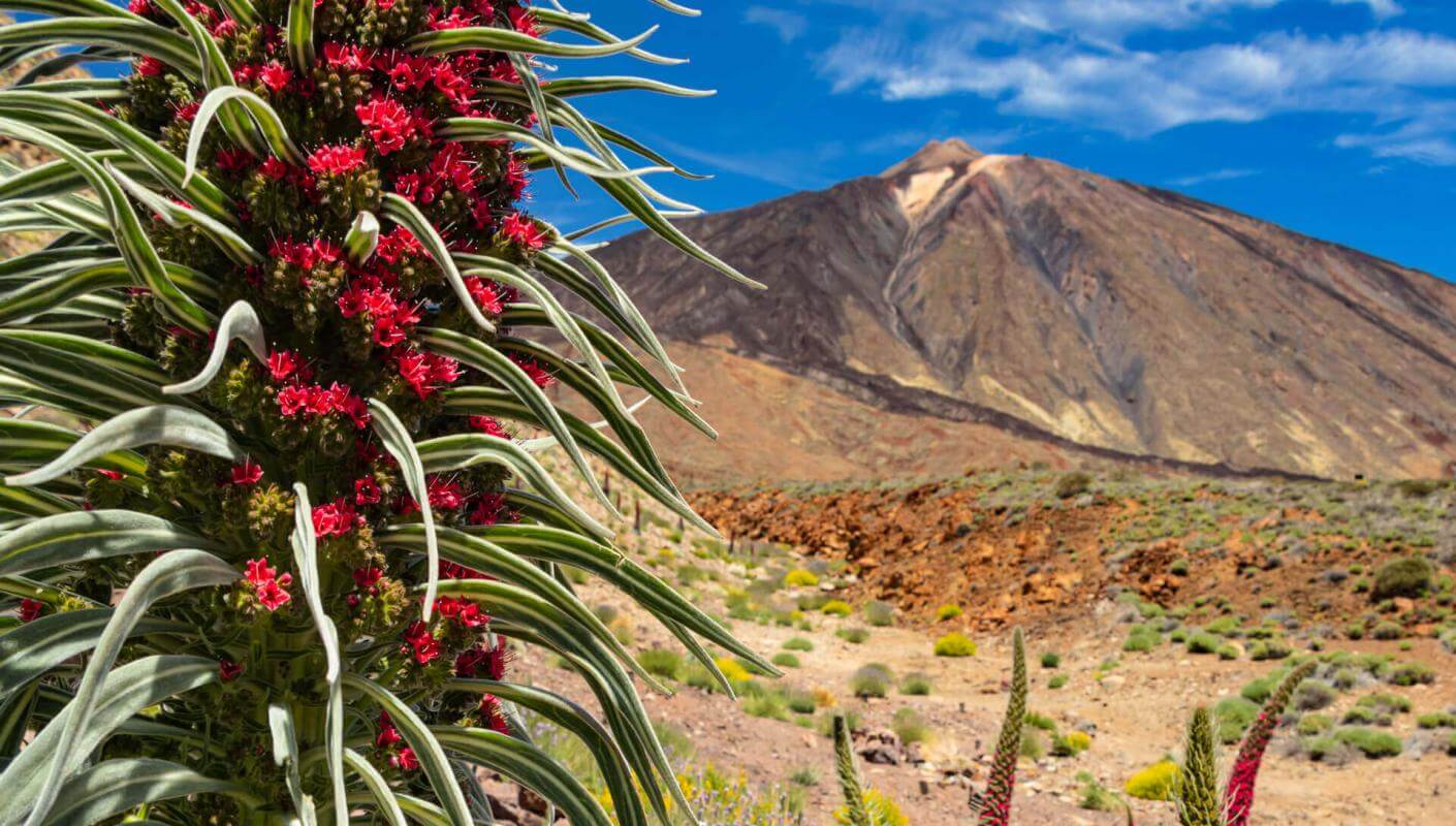 Tajinaste rojo (arbusto endémico do Teide) em flor em Las Cañadas do Teide, numa paisagem vulcânica.