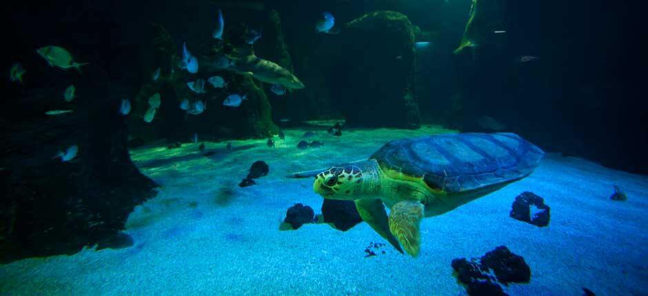 Aquarium + Aquários de Lanzarote