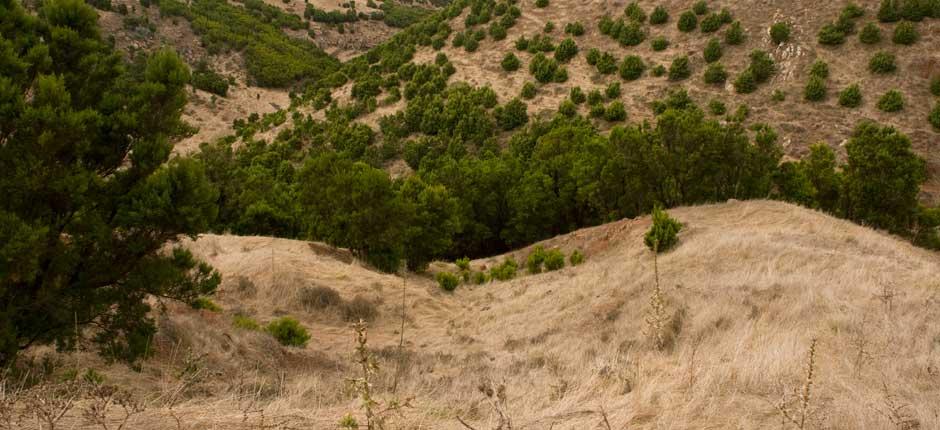 Arbol Garoé (Árvore Garoé), em El Hierro