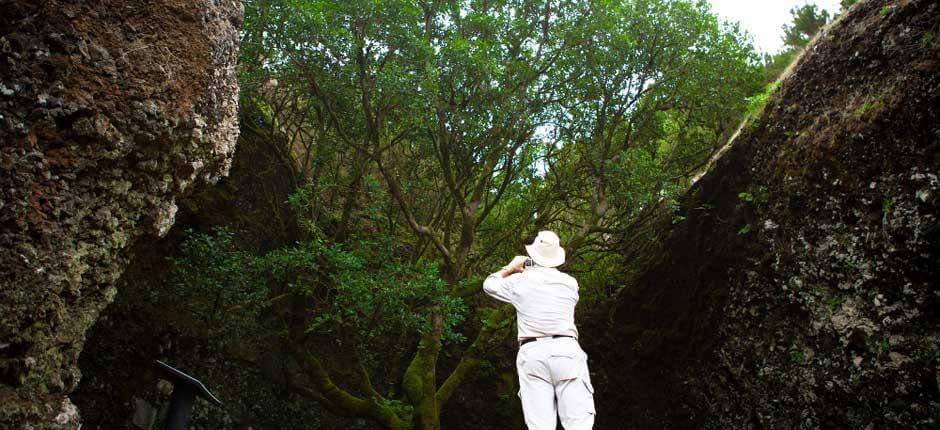 Arbol Garoé (Árvore Garoé), em El Hierro