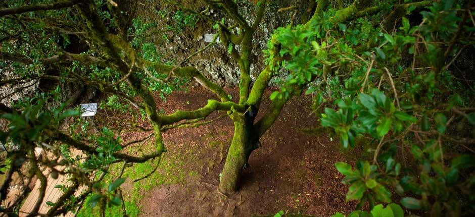 Arbol Garoé (Árvore Garoé), em El Hierro