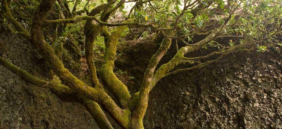 Arbol Garoé (Árvore Garoé), em El Hierro