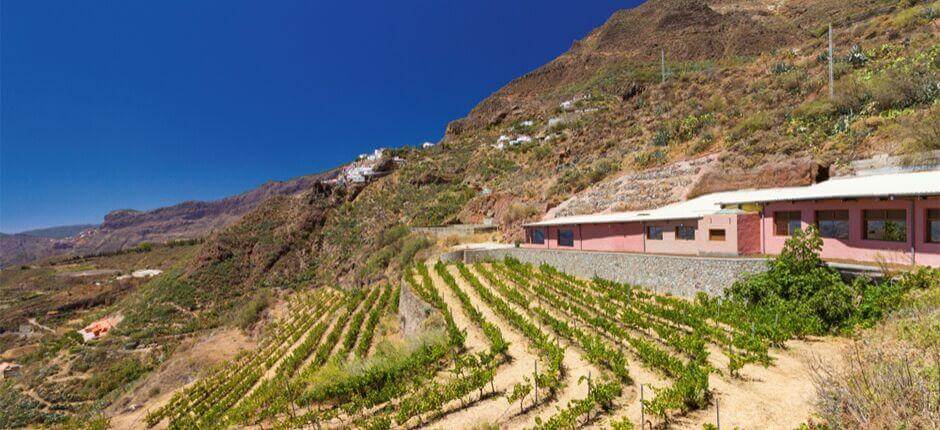 Bodega Bentayga em Gran Canaria
