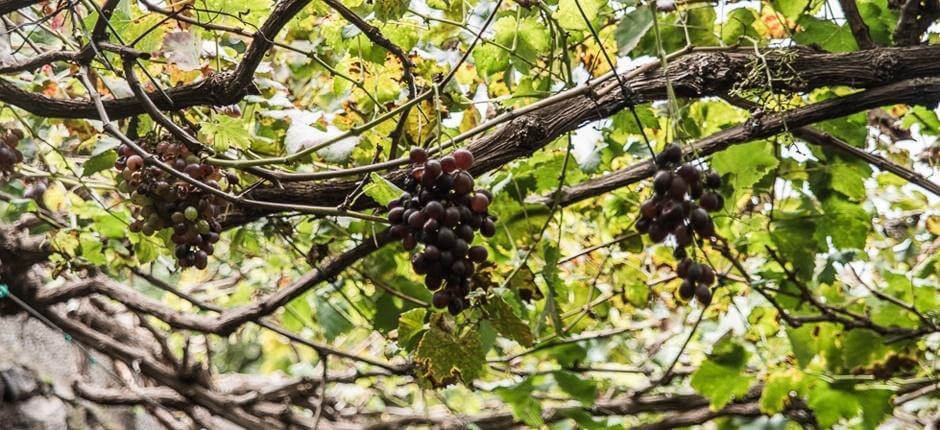 Bodega Los Berrazales + Bodegas de Gran Canaria