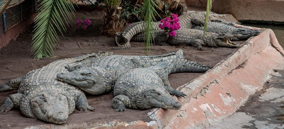 Cocodrilo Park + Jardins zoológicos de Gran Canaria