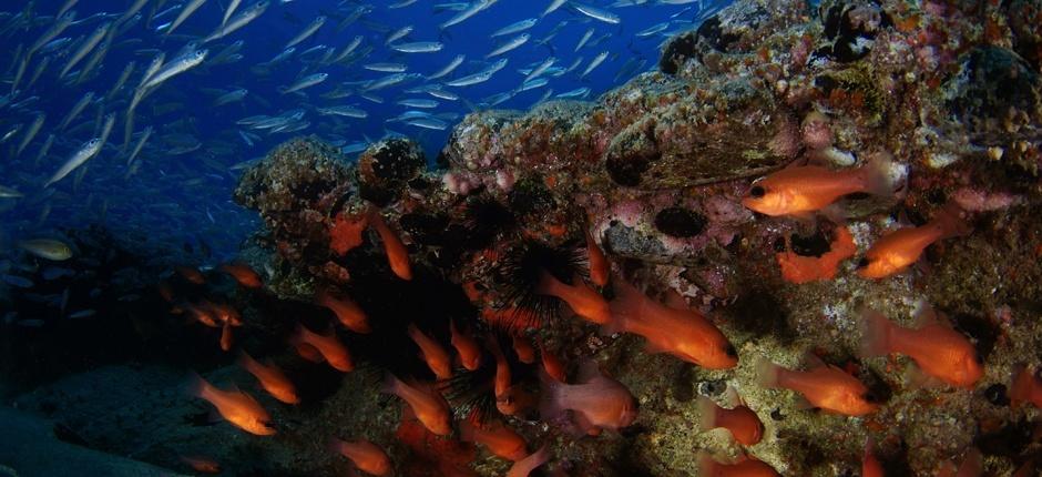 Veril Grande Submarinismo en Fuerteventura