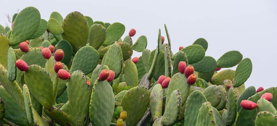 Isora Casarios de El Hierro