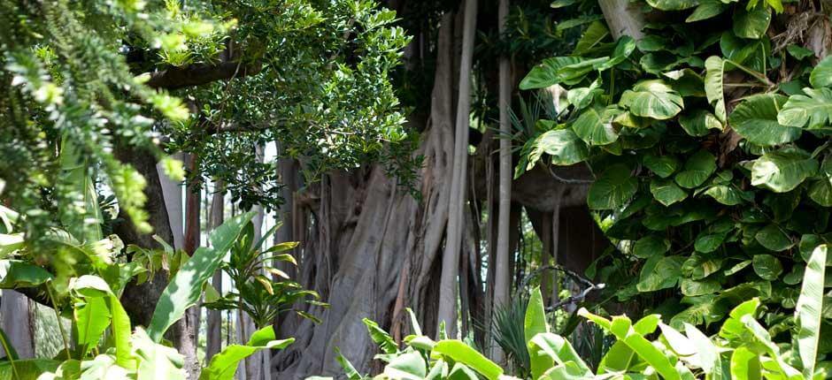 Jardín de Aclimatación de La Orotava (Jardim Botânico) Museus e centros turísticos de Tenerife