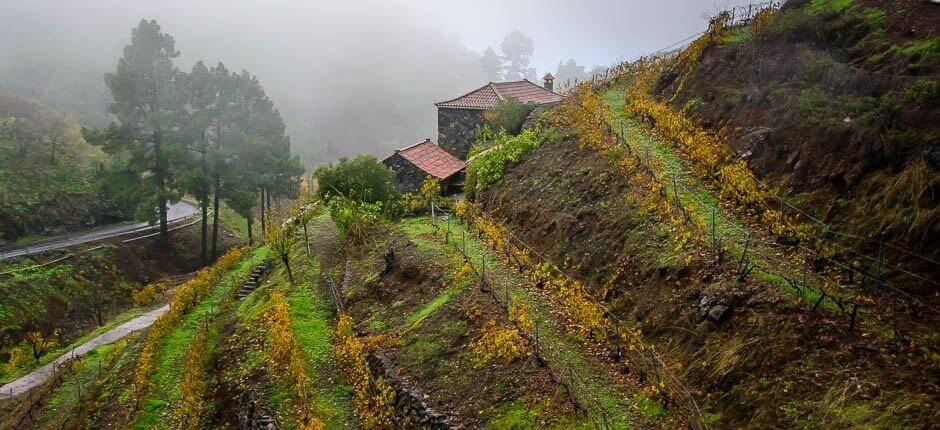 Las Tricias Casarios de La Palma