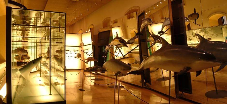 MUNA - Museu da Natureza e Arqueologia