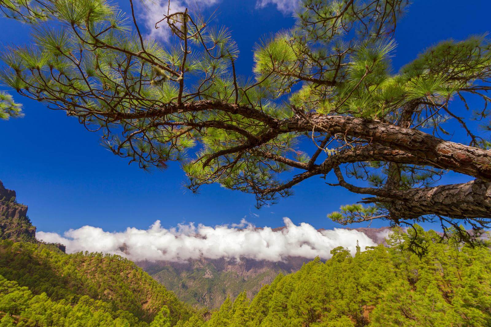 Taburiente.. La Palma