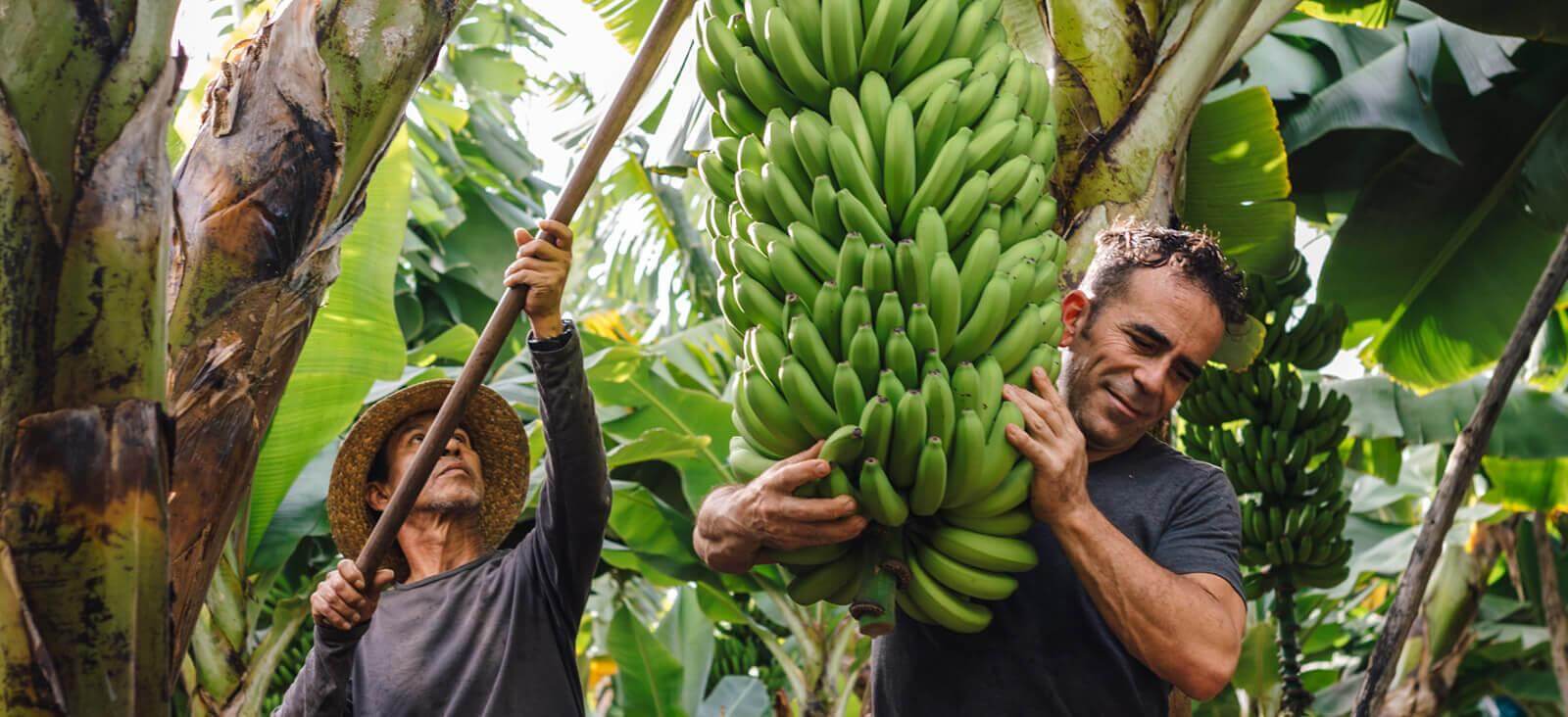 Bananeiras. La Palma.