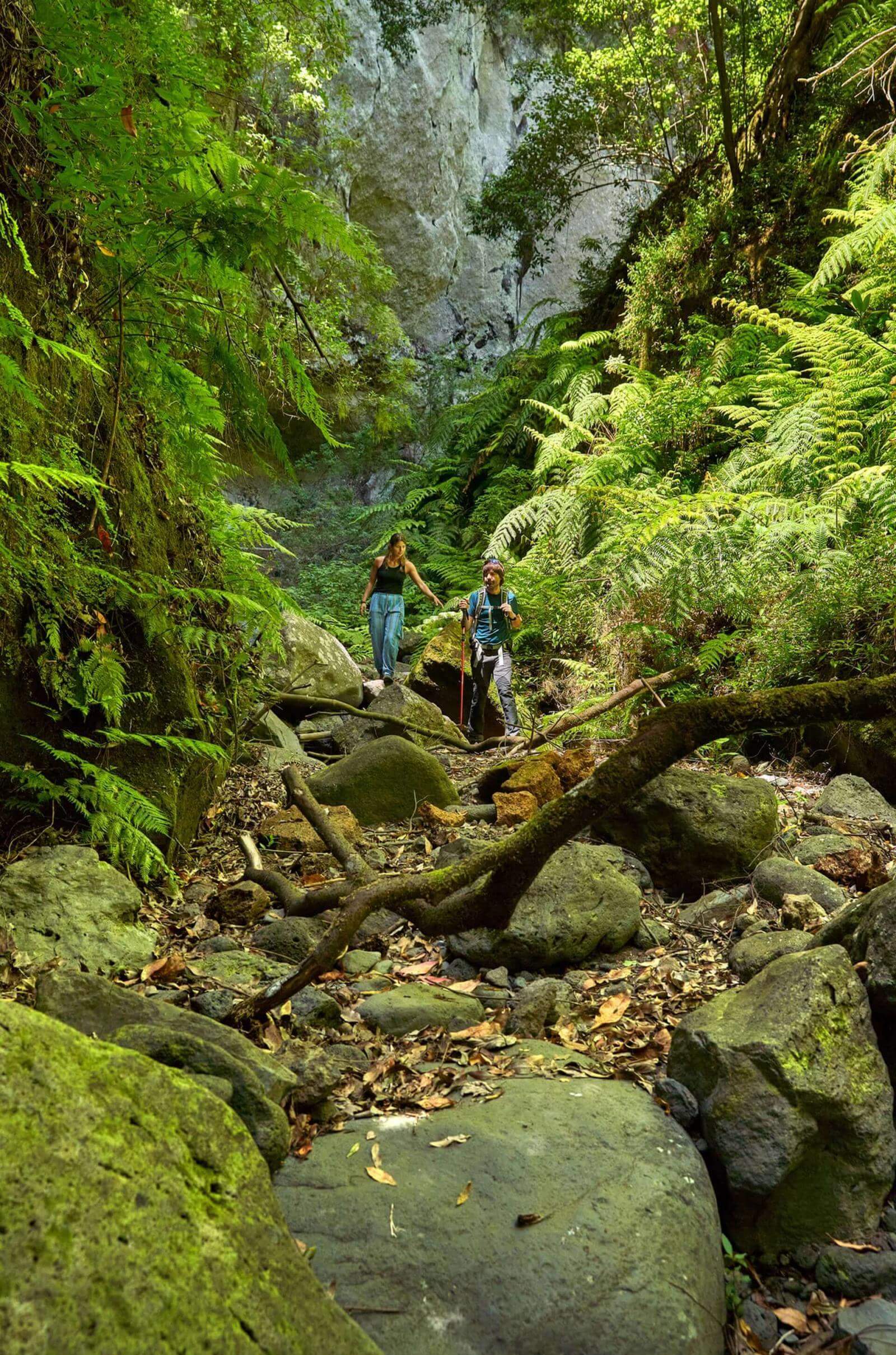 Duas pessoas avançam entre rochas e fetos na Floresta de Los Tilos, rodeadas de laurissilva.