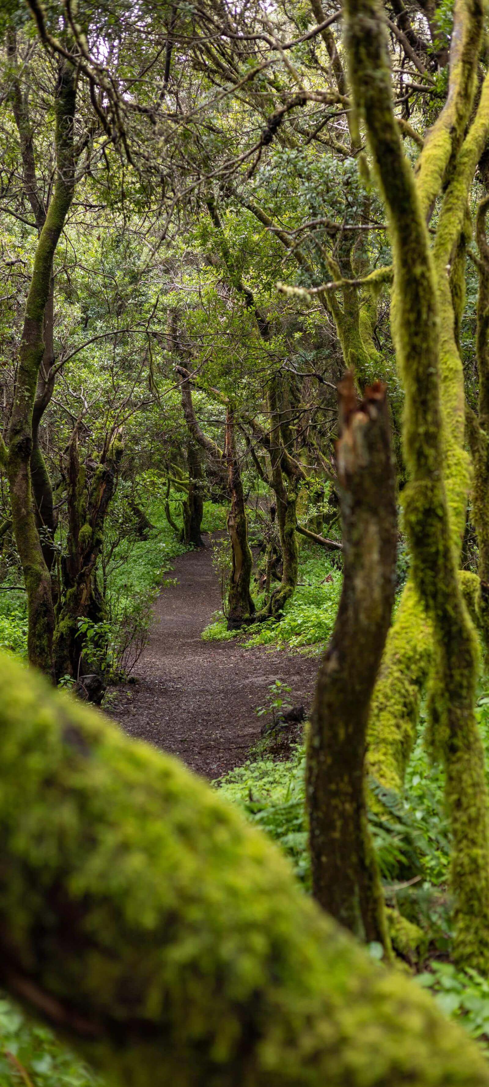 O caminho de La Llanía em El Hierro atravessa uma frondosa floresta de laurissilva coberta de musgo.