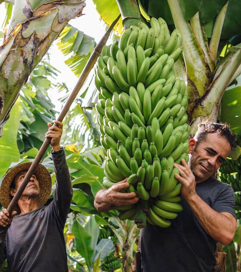 Bananeiras. La Palma.