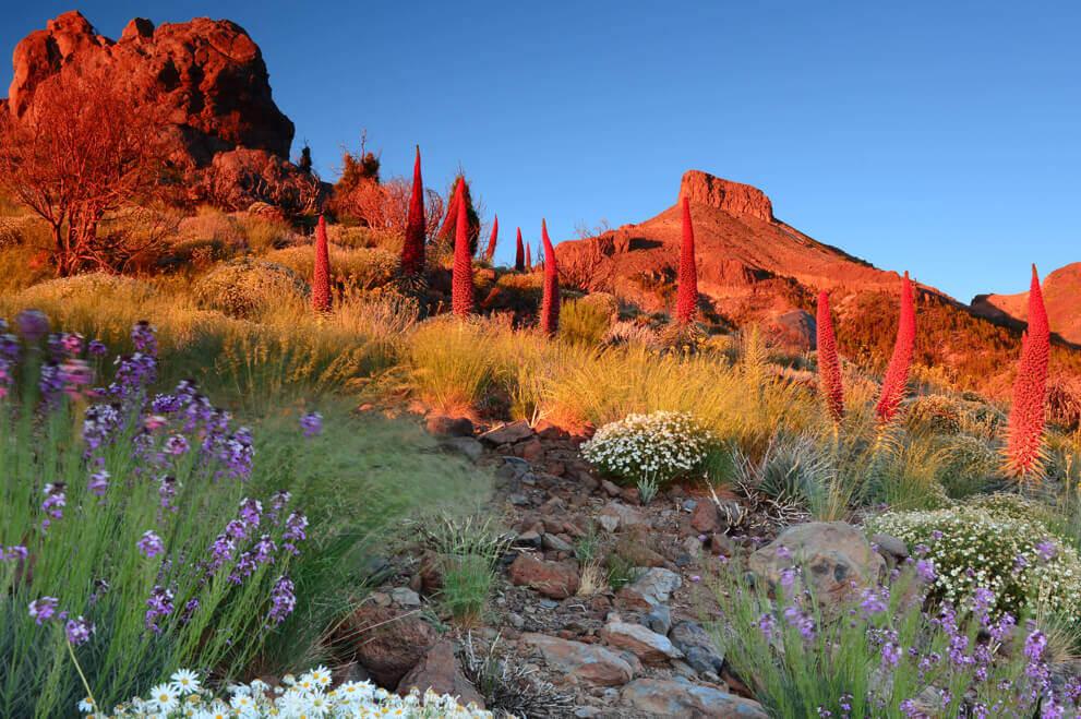 Tajinastes rojos (arbusto endémico do Teide) em flor em Las Cañadas, ao pôr do sol entre rochas vulcânicas.