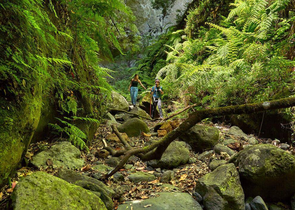 Duas pessoas avançam entre rochas e fetos na Floresta de Los Tilos, rodeadas de laurissilva.