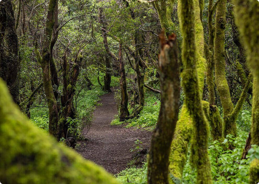 O caminho de La Llanía em El Hierro atravessa uma frondosa floresta de laurissilva coberta de musgo.