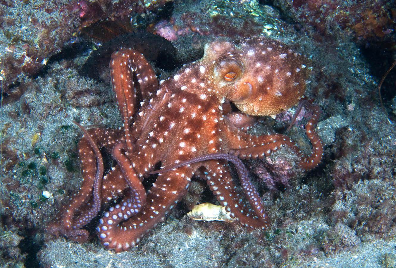 Bucear en El Porís, en Tenerife