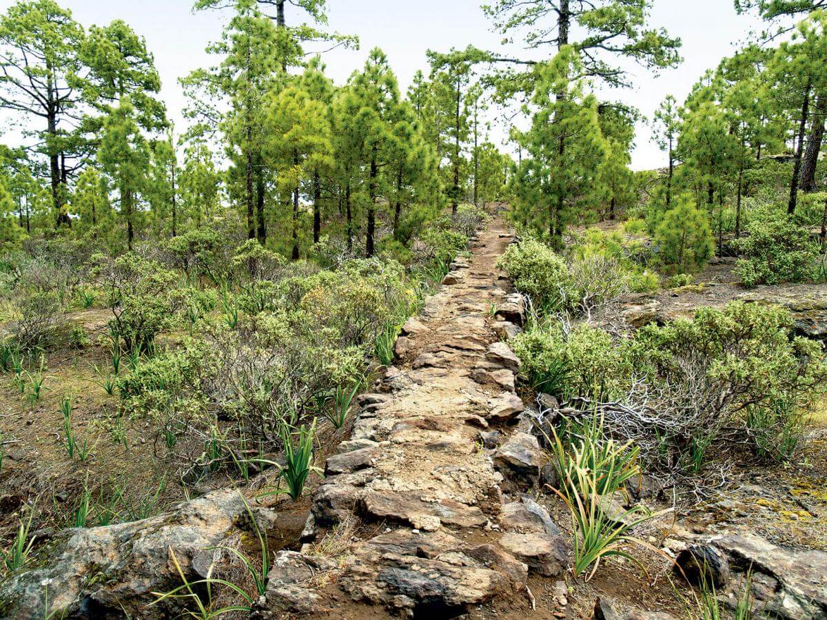 Parque Natural de Tamadaba, en Gran Canaria