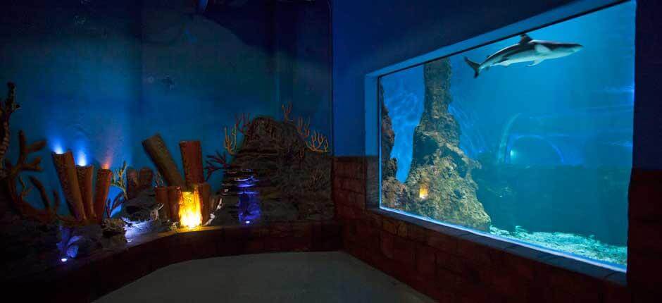 Aquarium + Aquários de Lanzarote