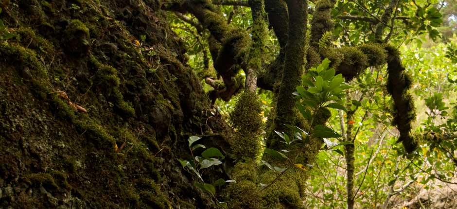 Arbol Garoé (Árvore Garoé), em El Hierro