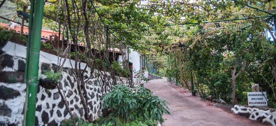 Bodega Los Berrazales + Bodegas de Gran Canaria