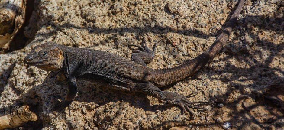 Cenobio de Valerón (Cenóbio de Valerón) locais de interesse en Gran Canaria