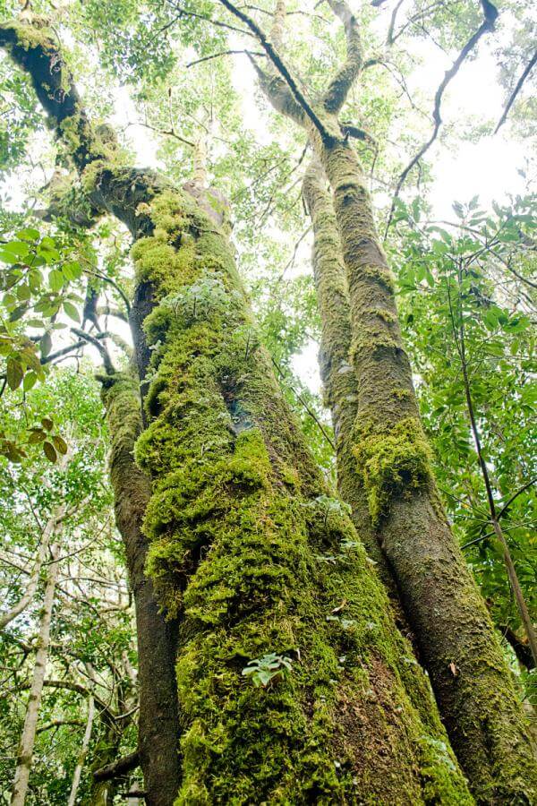 Sendero Contadero-El Cedro