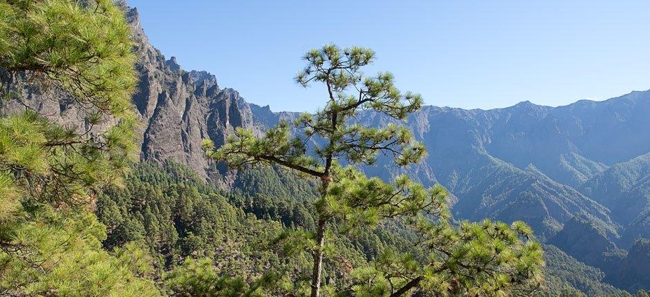 Caldera de Taburiente + Veredas de La Palma