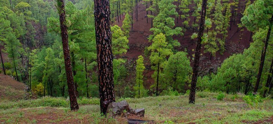 Las Tricias Casarios de La Palma