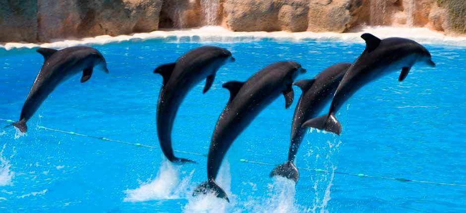 Loro Parque + Jardins zoológicos em Tenerife