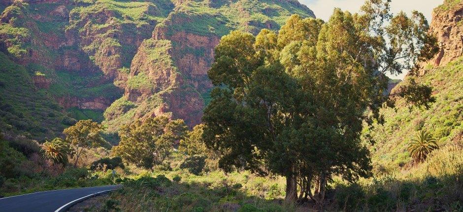 Monumento Natural del Barranco de Guayadeque, en Gran Canaria