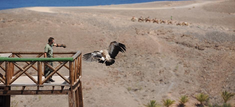 Oasis Park Fuerteventura + Jardins zoológicos de Fuerteventura