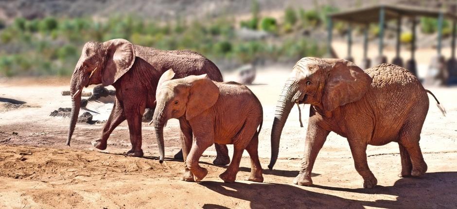 Oasis Park Fuerteventura + Jardins zoológicos de Fuerteventura