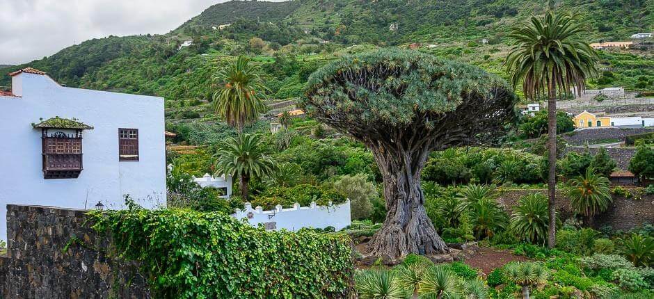 Parque del Drago Milenario (Parque do Dragoeiro Milenário) Museus e centros turísticos de Tenerife