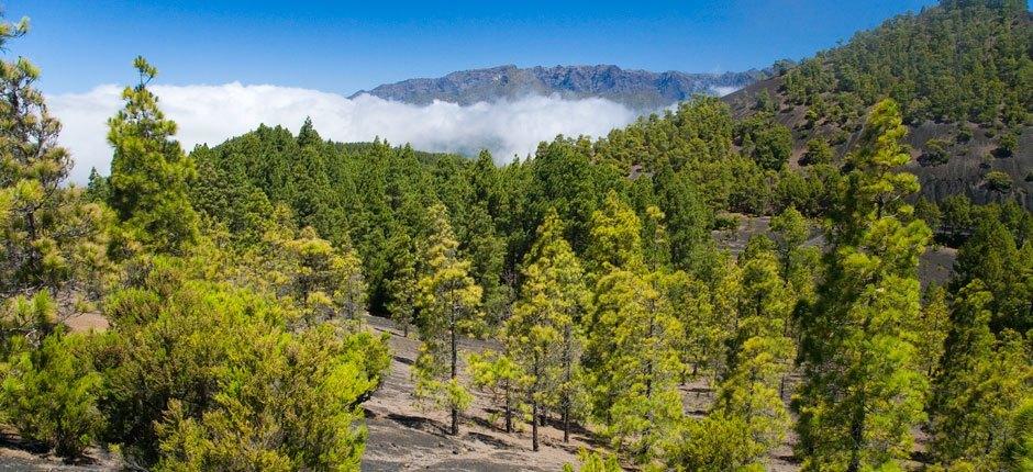 Parque Natural de Cumbre Vieja Espacios naturales de La Palma