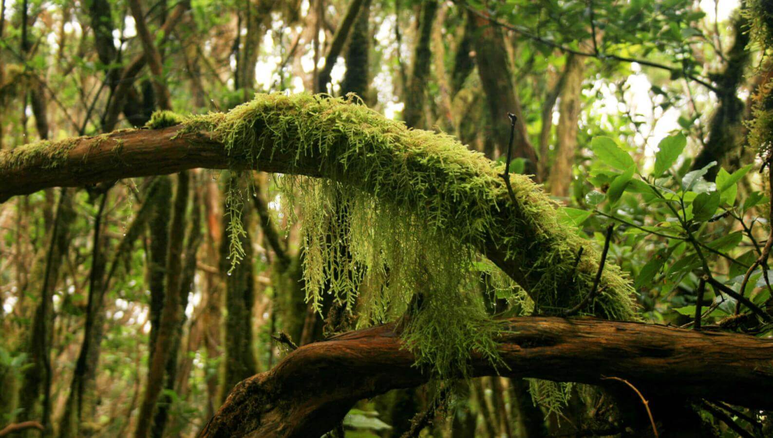 Floresta húmida de Anaga com troncos cobertos de musgo, lianas e vegetação densa.
