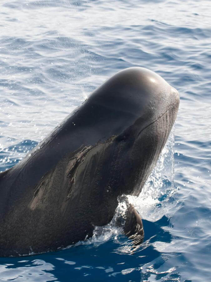 Calderón gris (cetáceo tropical com grandes barbatanas) emergindo do oceano, com parte do corpo fora de água.
