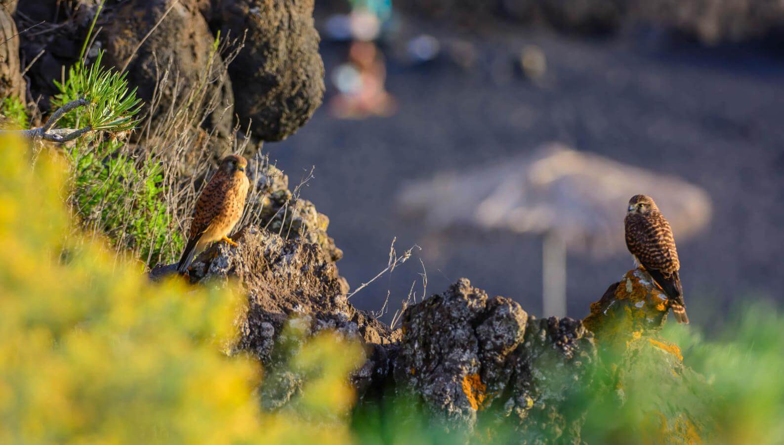 Duas aves pousadas em rochas vulcânicas do Charco Verde, com vegetação e praia desfocada ao fundo.