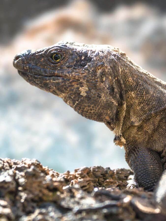 Lagarto gigante (lagarto endémico protegido das Ilhas Canárias) de El Hierro em cima de rocha vulcânica.