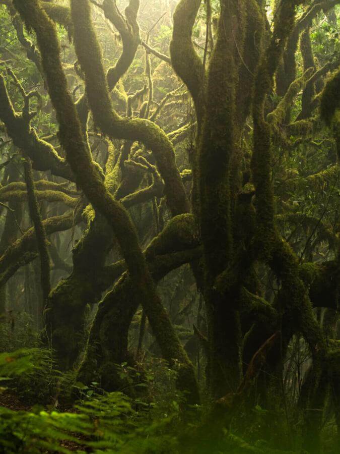 Floresta de laurissilva em Garajonay, com troncos cobertos de musgo e ambiente húmido envolvido em bruma.