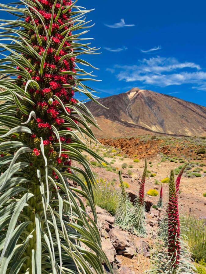 Tajinaste rojo (arbusto endémico do Teide) em flor em Las Cañadas do Teide, numa paisagem vulcânica.